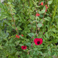 Red Summer Flowers