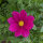 Red Summer Flowers