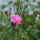 Red Summer Flowers