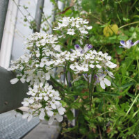White Summer Flowers (various species & varieties) Seed Mix