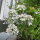 White Summer Flowers (various species & varieties) Seed Mix
