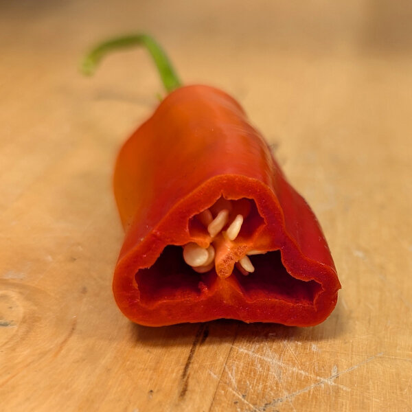 Chili 'Aji Delight' (Capsicum baccatum) Bio-Saatgut