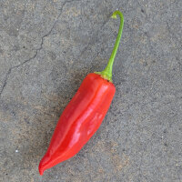 Chilli Pepper Aji Delight (Capsicum baccatum) organic seeds