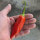 Chilli Pepper Aji Delight (Capsicum baccatum) organic seeds
