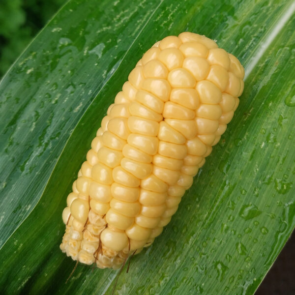 Sweetcorn Yucon Chief (Zea mays) organic seeds