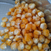 Sweetcorn Yucon Chief (Zea mays) organic seeds
