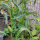Sweetcorn Yucon Chief (Zea mays) organic seeds