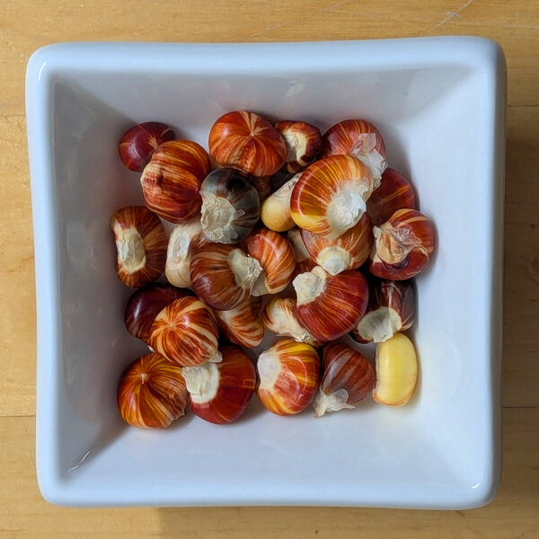 Maize Mandan Speckled (Zea mays) seeds