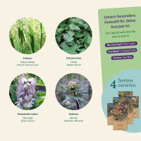 Cat Herbs: Grow your own catnip, valerian & cat grass...