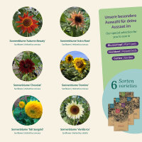 Sunflowers: colourful and easy to grow – Seed kit No.1