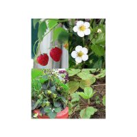 Old Strawberry Species - Seed Kit