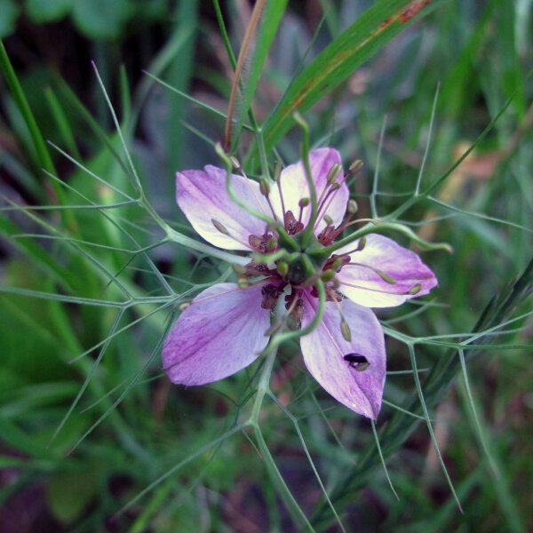 Pink Love-in-a-Mist Persian Rose (Nigella damascena) seeds