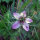 Pink Love-in-a-Mist Persian Rose (Nigella damascena) seeds