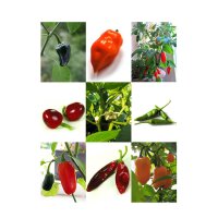 Traditional Mexican Chilli Peppers - Seed kit