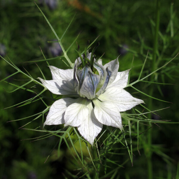 White Love-in-a-Mist Miss Jekyll White (Nigella damascena) seeds