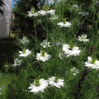 White Love-in-a-Mist Miss Jekyll White (Nigella...