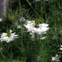 White Love-in-a-Mist Miss Jekyll White (Nigella damascena) seeds