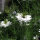 White Love-in-a-Mist Miss Jekyll White (Nigella damascena) seeds