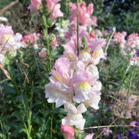 White-Pink Snapdragon Appleblossom  (Antirrhinum majus) seeds