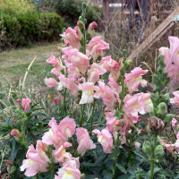 White-Pink Snapdragon Appleblossom  (Antirrhinum majus) seeds