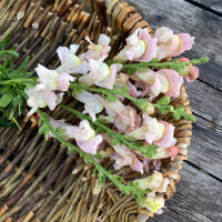White-Pink Snapdragon Appleblossom  (Antirrhinum majus) seeds