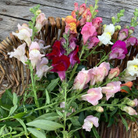 White-Pink Snapdragon Appleblossom  (Antirrhinum majus) seeds