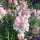 White-Pink Snapdragon Appleblossom  (Antirrhinum majus) seeds