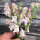 White-Pink Snapdragon Appleblossom  (Antirrhinum majus) seeds