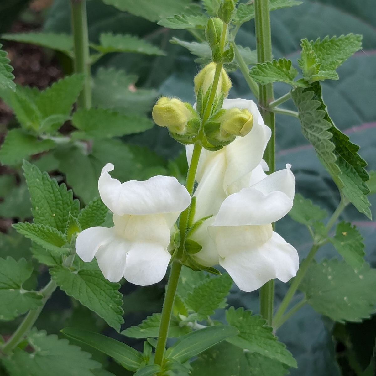White Snapdragon 'Snowflake' (Antirrhinum majus) seeds