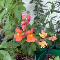 Orange Snapdragon Orange Wonder (Antirrhinum majus) seeds