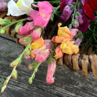 Orange Snapdragon Orange Wonder (Antirrhinum majus) seeds