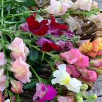 Deep Red Snapdragon Ruby (Antirrhinum majus) seeds