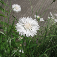 White Cornflower White Ball  (Centaurea cyanus) seeds