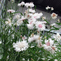 White Cornflower White Ball  (Centaurea cyanus) seeds