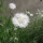 White Cornflower White Ball  (Centaurea cyanus) seeds
