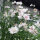White Cornflower White Ball  (Centaurea cyanus) seeds
