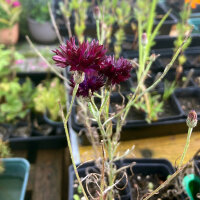 Cornflower Black Ball (Centaurea cyanus) seeds
