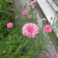 Cornflower Pink Ball (Centaurea cyanus) seeds