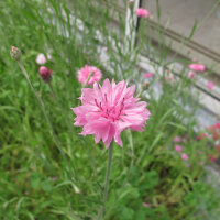 Cornflower Pink Ball (Centaurea cyanus) seeds