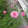 Cornflower Pink Ball (Centaurea cyanus) seeds