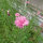 Cornflower Pink Ball (Centaurea cyanus) seeds