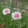 Cornflower Pink Ball (Centaurea cyanus) seeds