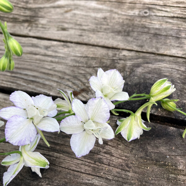 White Field Larkspur ‘White King’ (Consolida ajacis) seeds