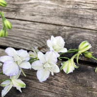 White Field Larkspur ‘White King’ (Consolida...