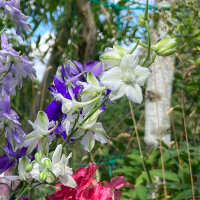 White Field Larkspur ‘White King’ (Consolida ajacis) seeds