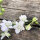White Field Larkspur ‘White King’ (Consolida ajacis) seeds