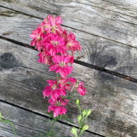Purplish Pink Field Larkspur Carmine King (Consolida...