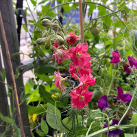 Purplish Pink Field Larkspur Carmine King (Consolida ajacis) seeds