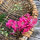 Purplish Pink Field Larkspur Carmine King (Consolida ajacis) seeds