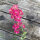 Purplish Pink Field Larkspur Carmine King (Consolida ajacis) seeds